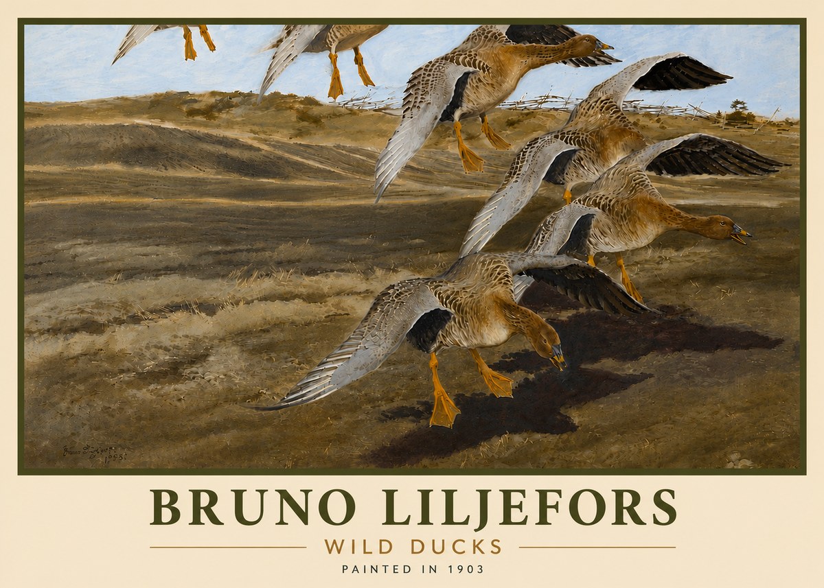 Bruno Liljefors Wild Ducks I No6 - Affiche
