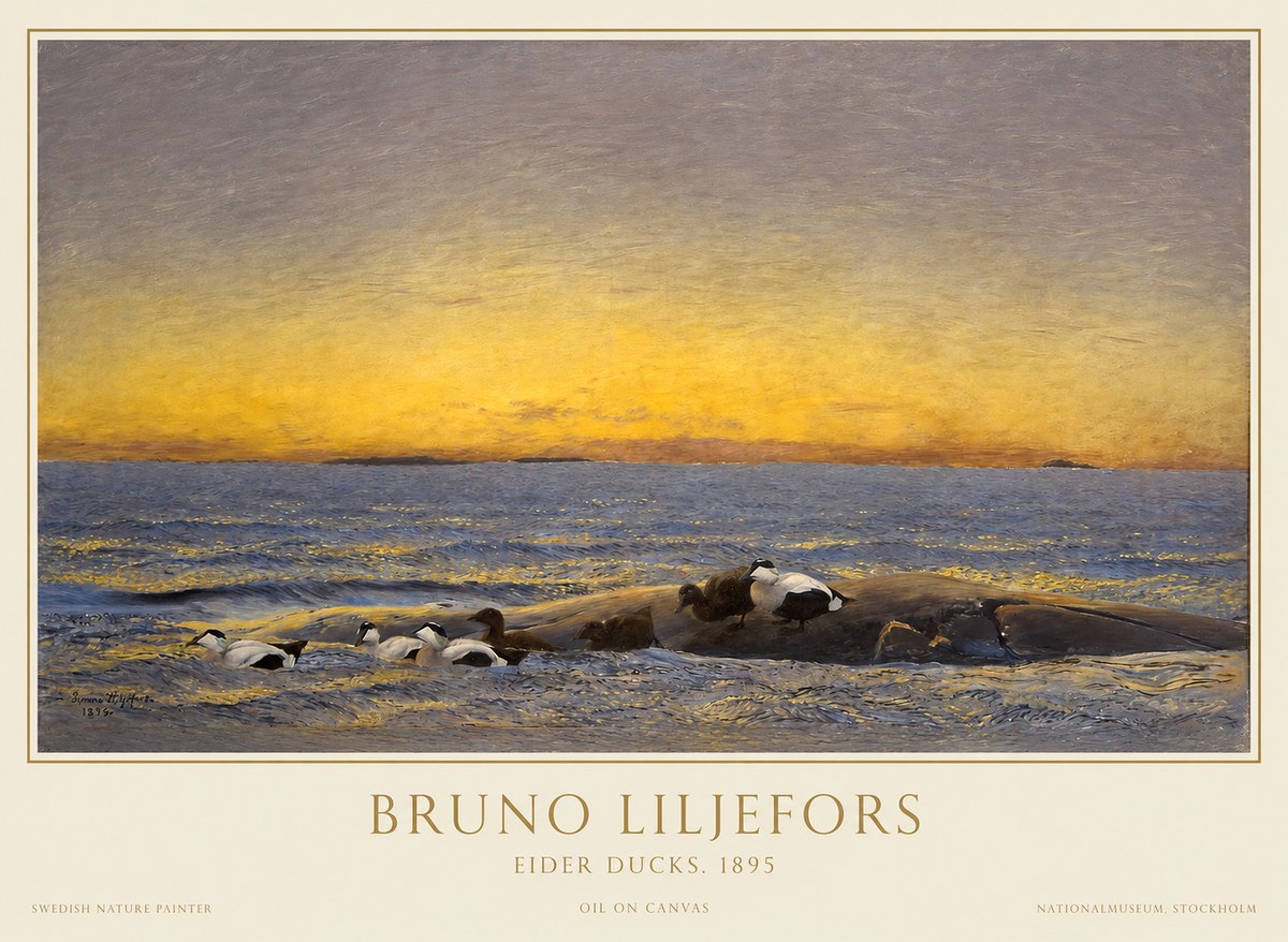 Bruno Liljefors Eider Ducks. 1895 No1 - Affiche