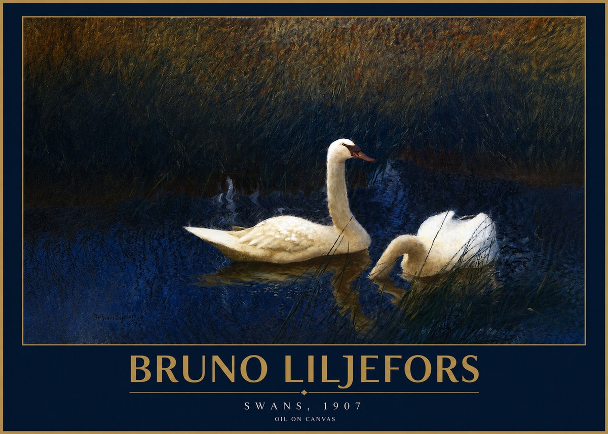 Bruno Liljefors Swans, 1907 No2 - Affiche