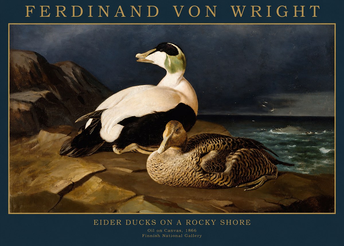 Ferdinand von Wright Eiders on a Rocky Shore No2 - Affiche