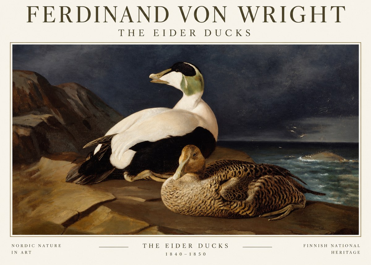 Ferdinand von Wright Eiders on a Rocky Shore No3 - Affiche