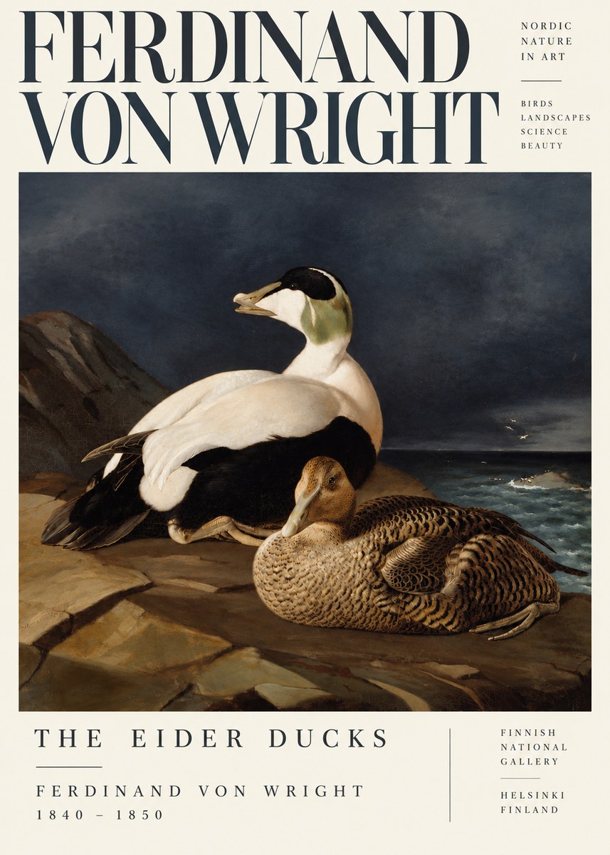 Ferdinand von Wright Eiders on a Rocky Shore No5 - Affiche