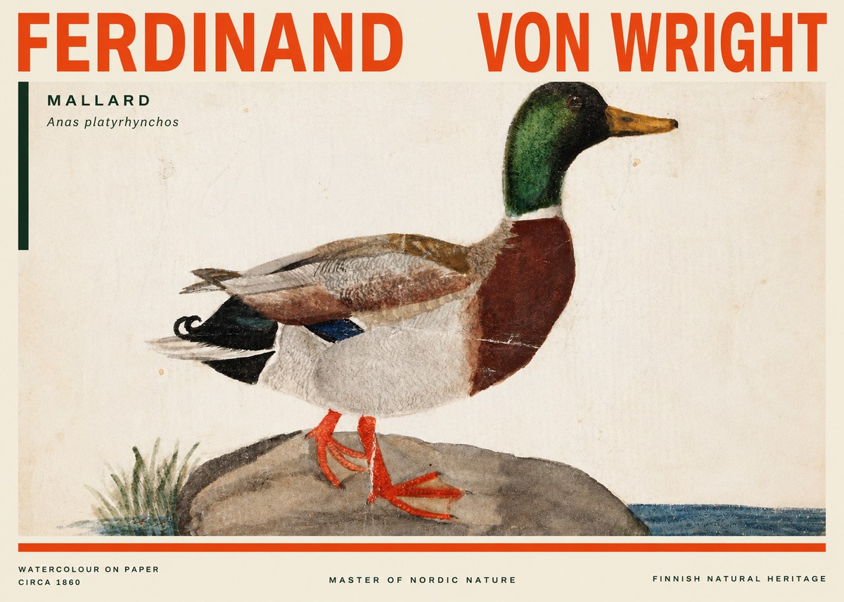 Ferdinand von Wright Mallard (Anas Platyrhynchos) No3 - Affiche