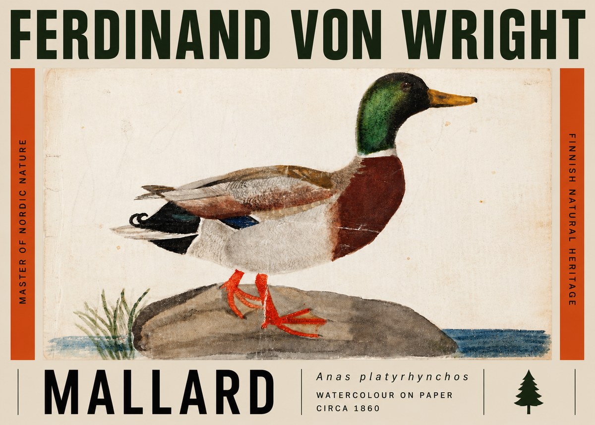 Ferdinand von Wright Mallard (Anas Platyrhynchos) No5 - Affiche