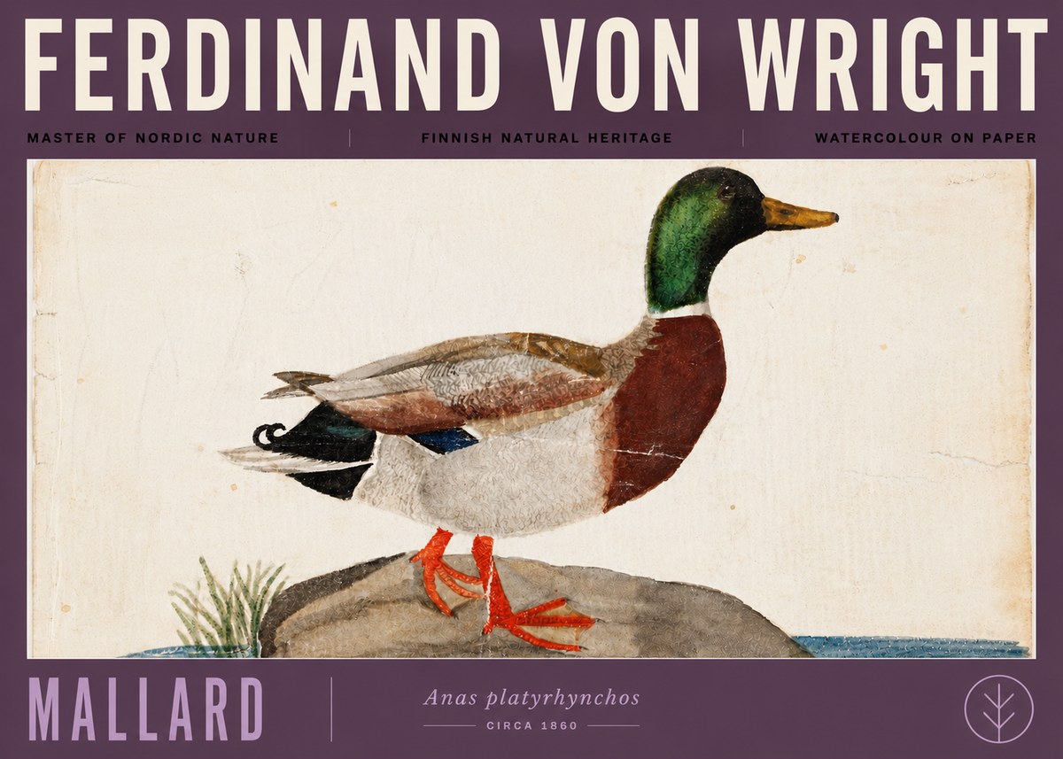 Ferdinand von Wright Mallard (Anas Platyrhynchos) No6 - Affiche