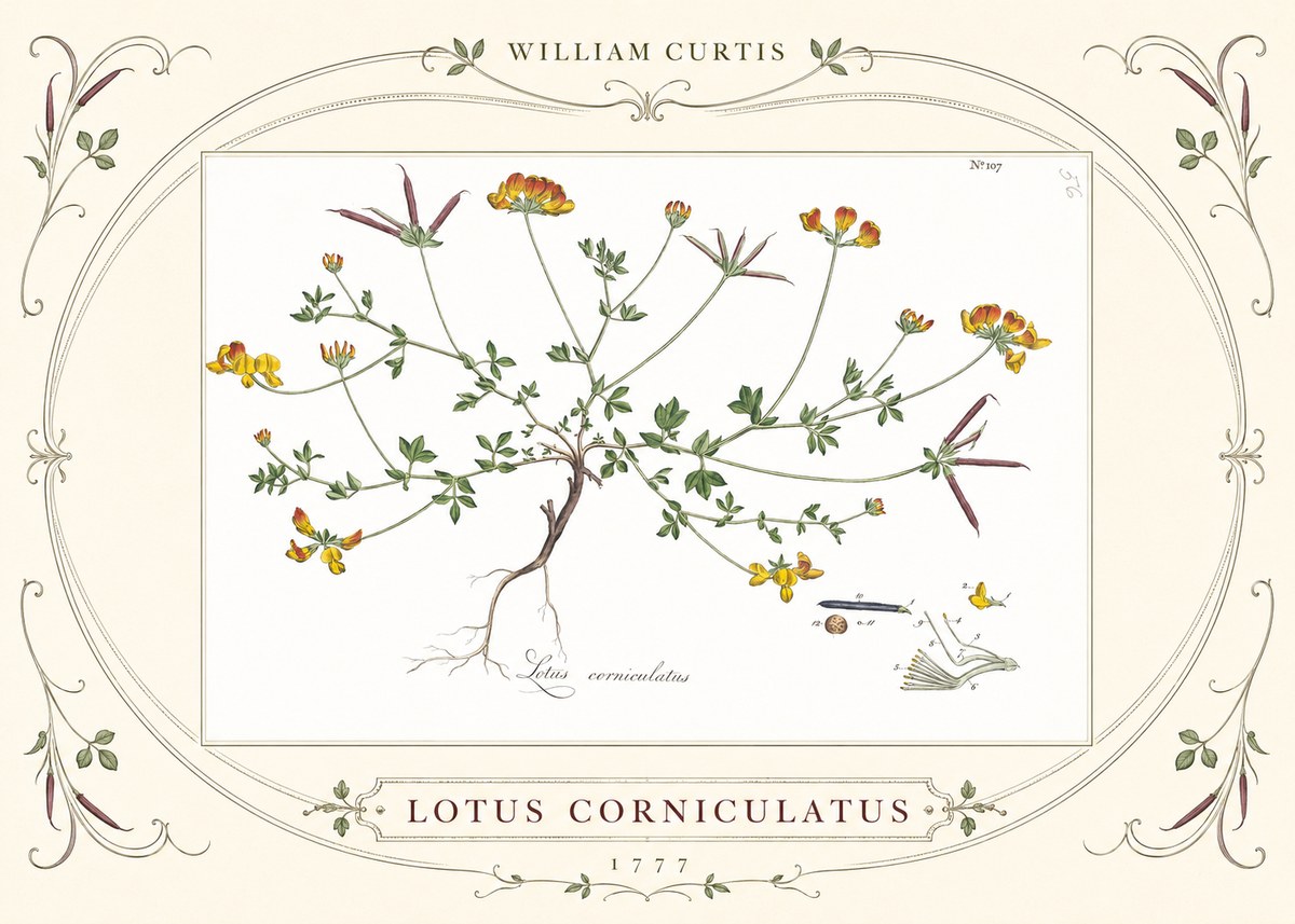 William Curtis Lotus Corniculatus II No3 - Affiche