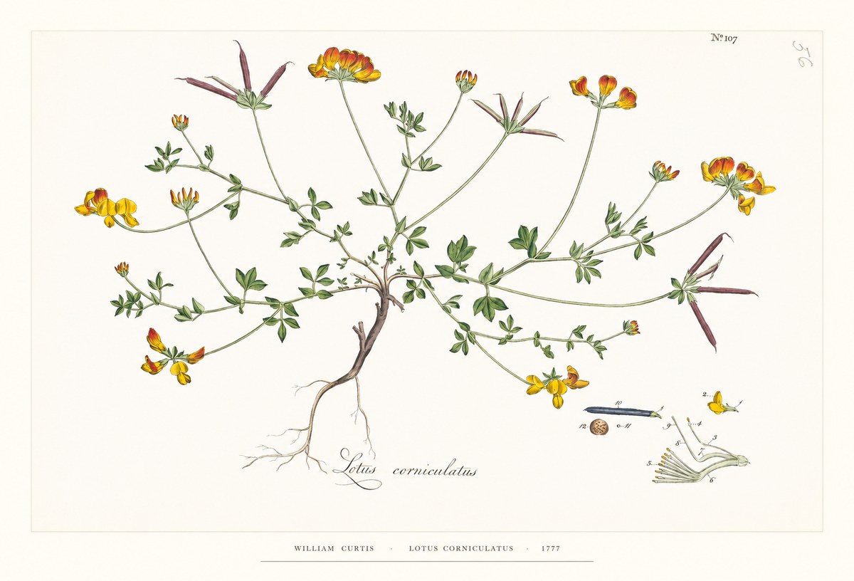 William Curtis Lotus Corniculatus II No6 - Affiche