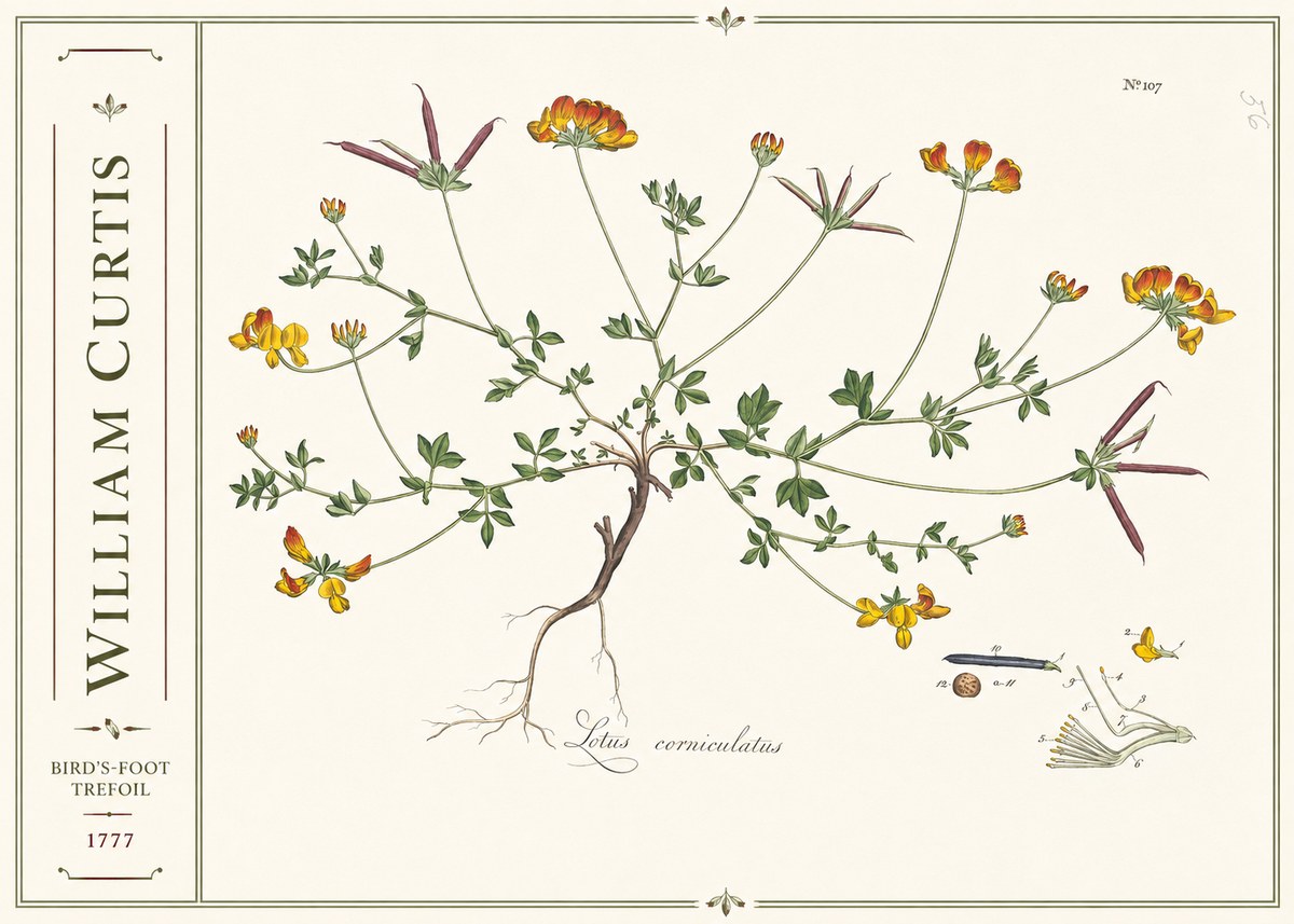 William Curtis Bird's-foot Trefoil No2 - Affiche