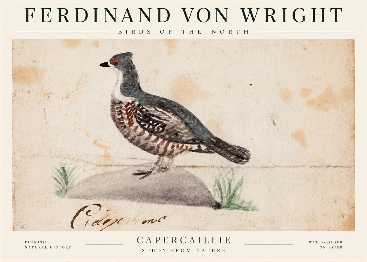 Ferdinand von Wright Grouse No2 - Affiche