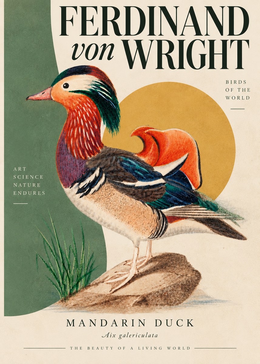 Ferdinand von Wright Mandarin Duck No5 - Affiche