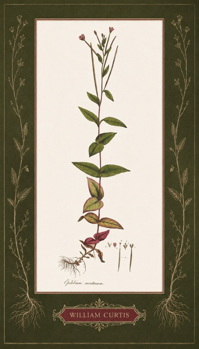 William Curtis Epilobium Montanum. No5 - Affiche