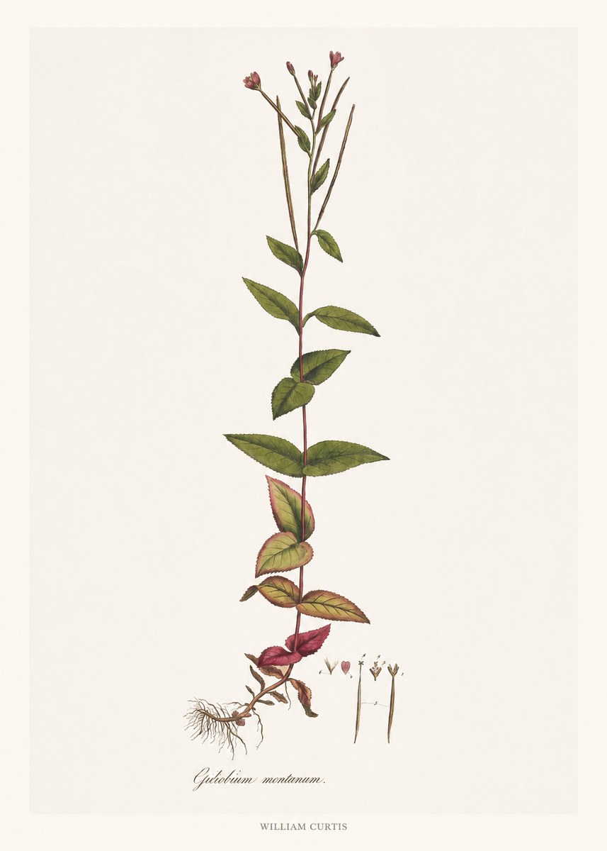 William Curtis Epilobium Montanum. No6 - Affiche