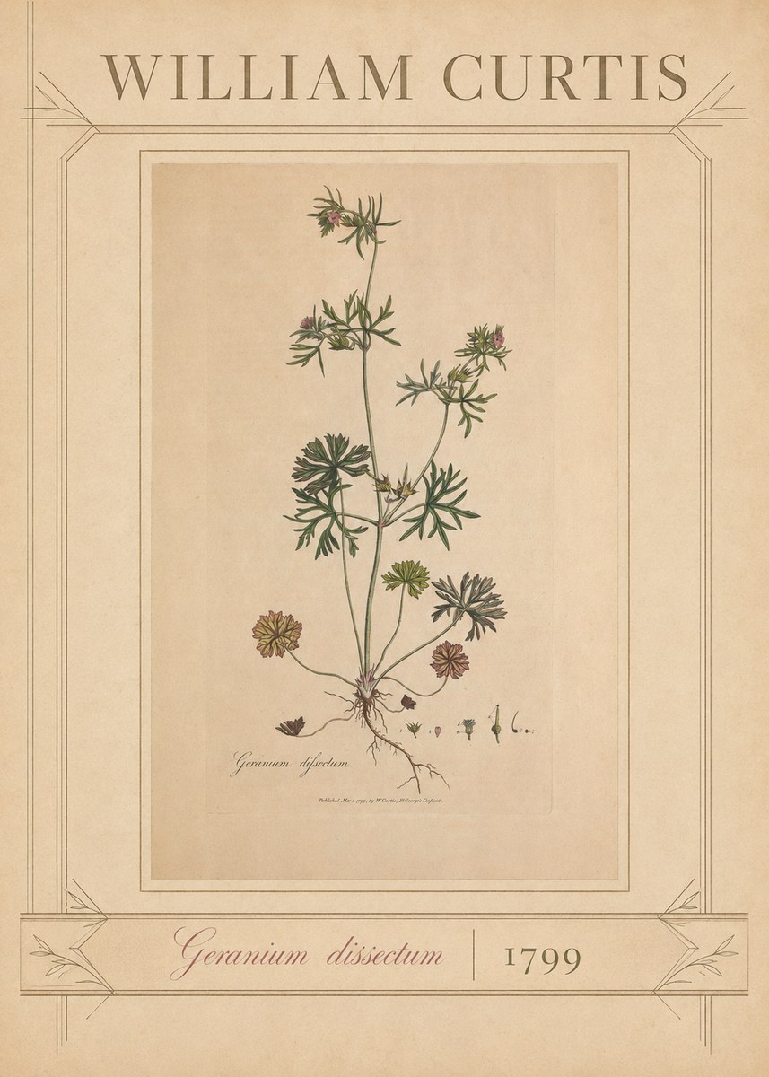 William Curtis Geranium Dissectum II No3 - Affiche