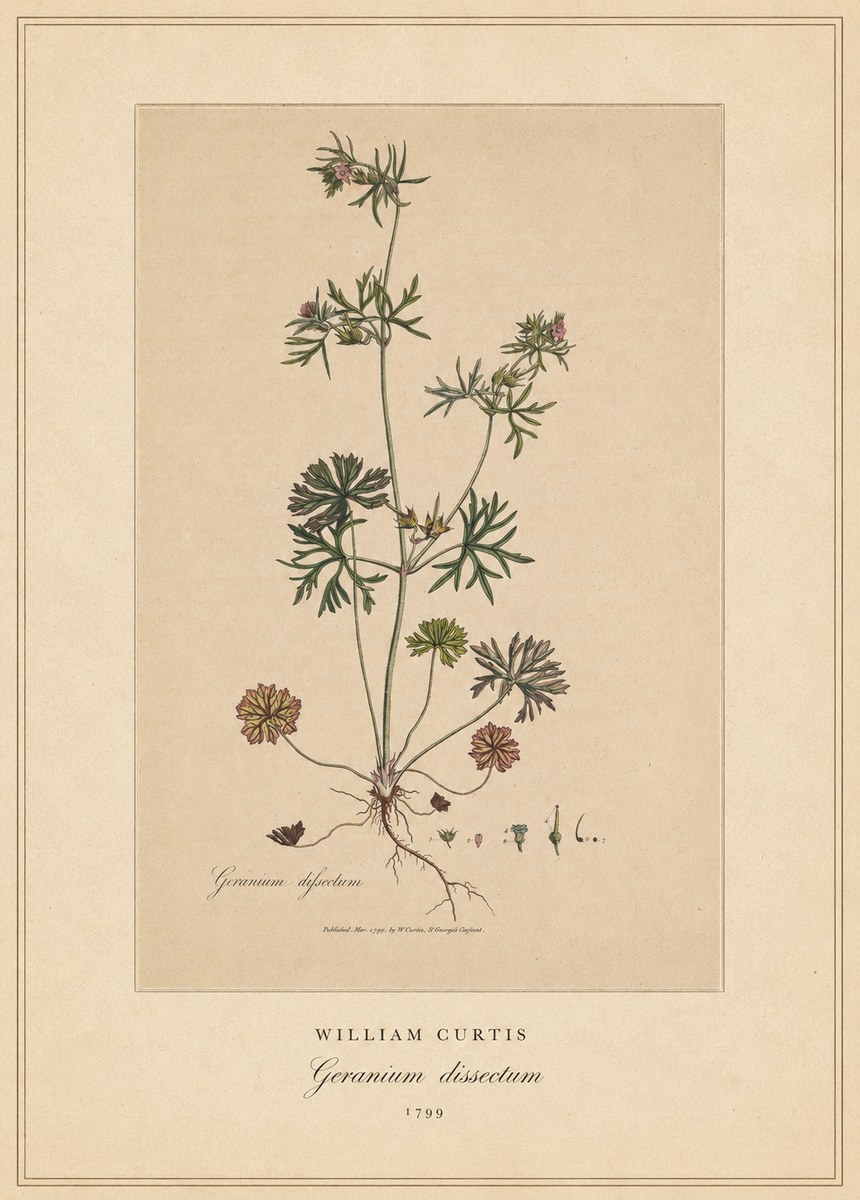 William Curtis Geranium Dissectum II No4 - Affiche