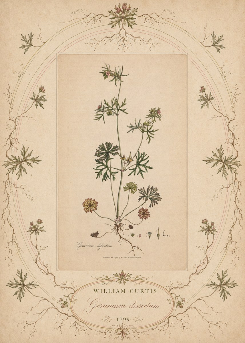 William Curtis Geranium Dissectum II No5 - Affiche