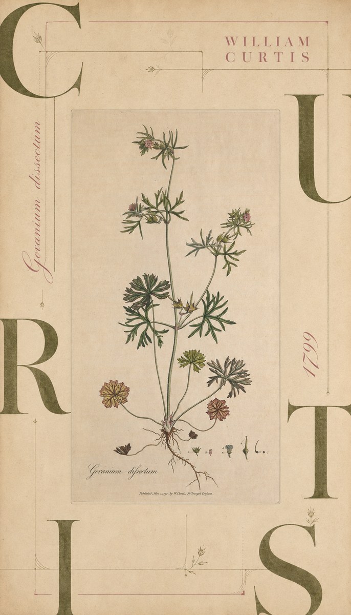 William Curtis Geranium Dissectum II No6 - Affiche