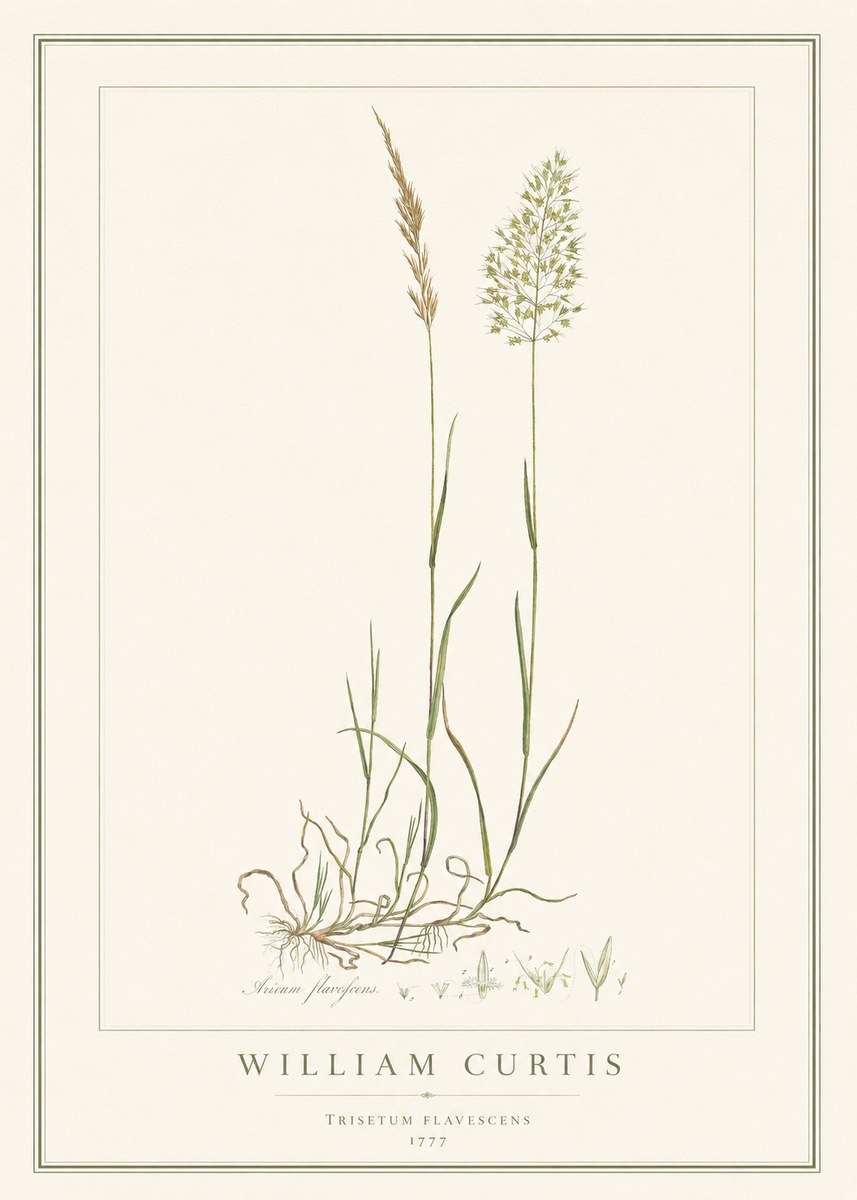 William Curtis Trisetum Flavescens III No1 - Affiche