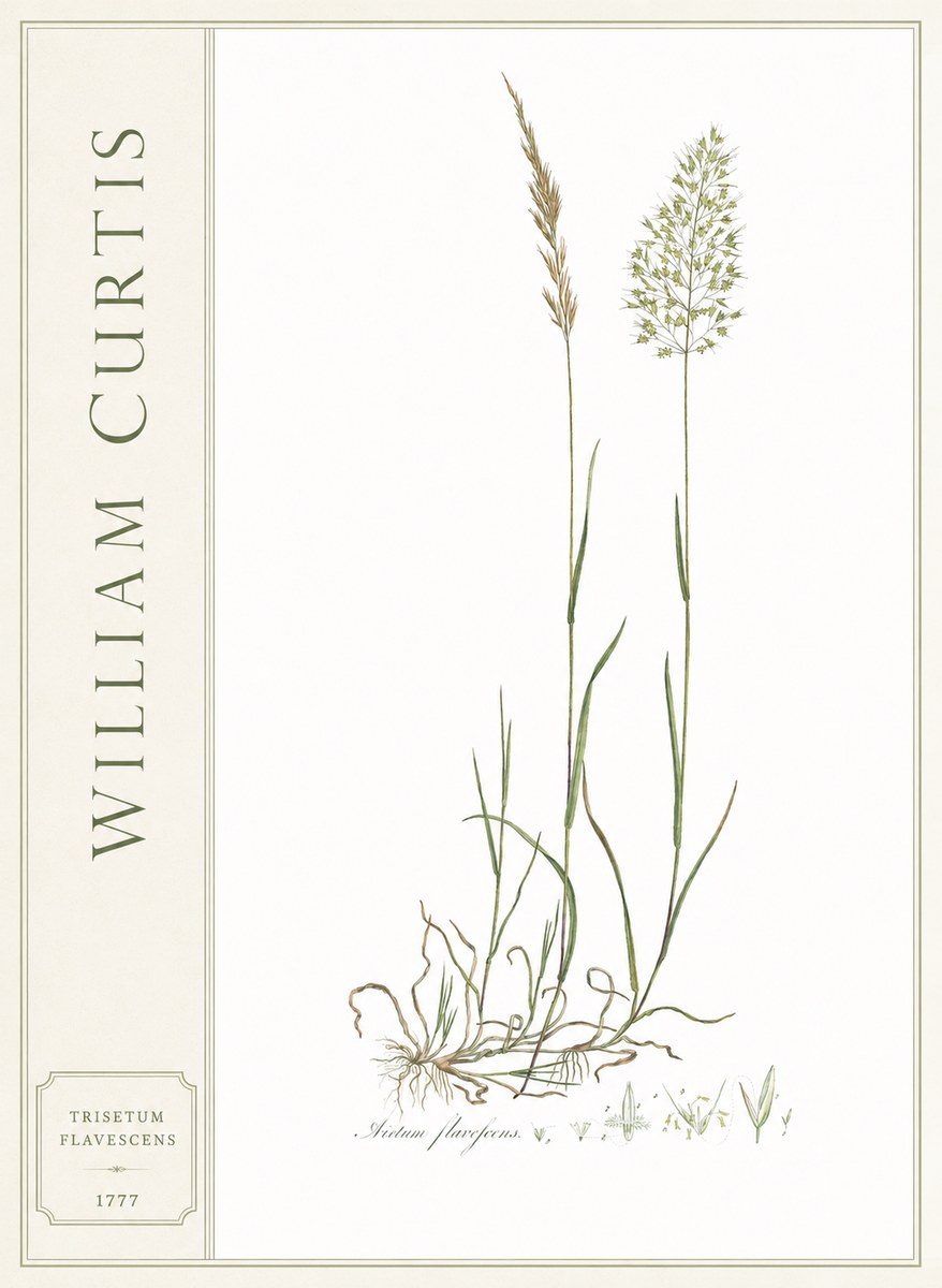 William Curtis Trisetum Flavescens III No2 - Affiche