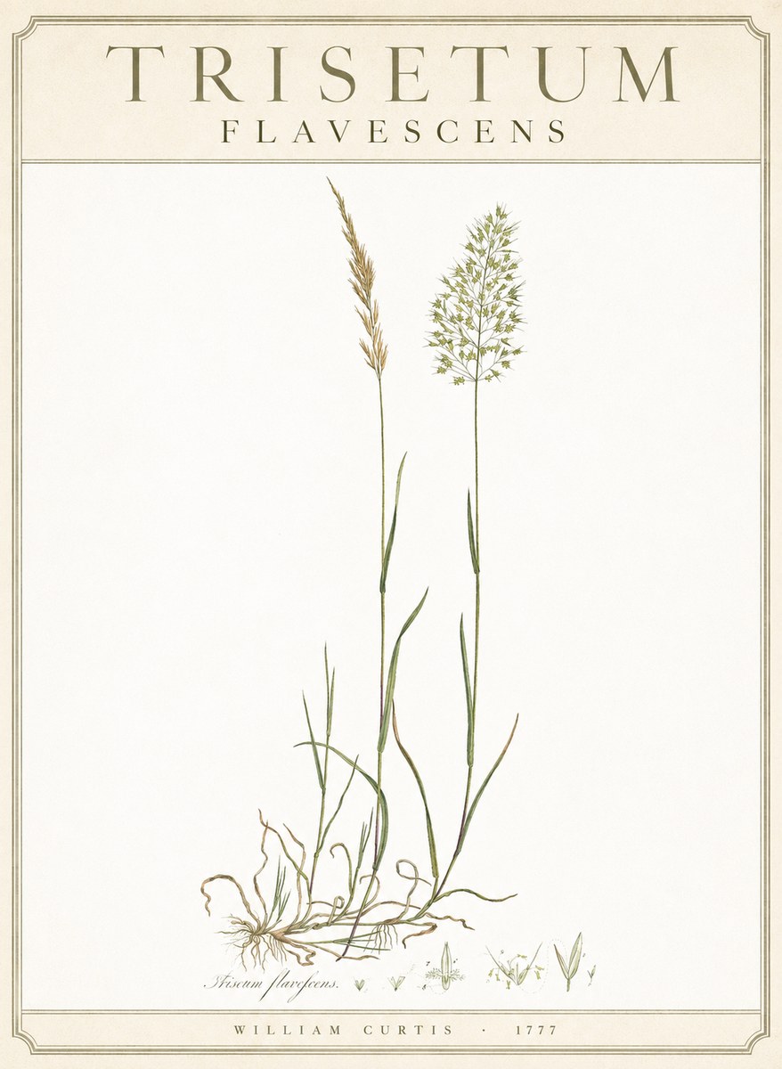 William Curtis Trisetum Flavescens III No3 - Affiche