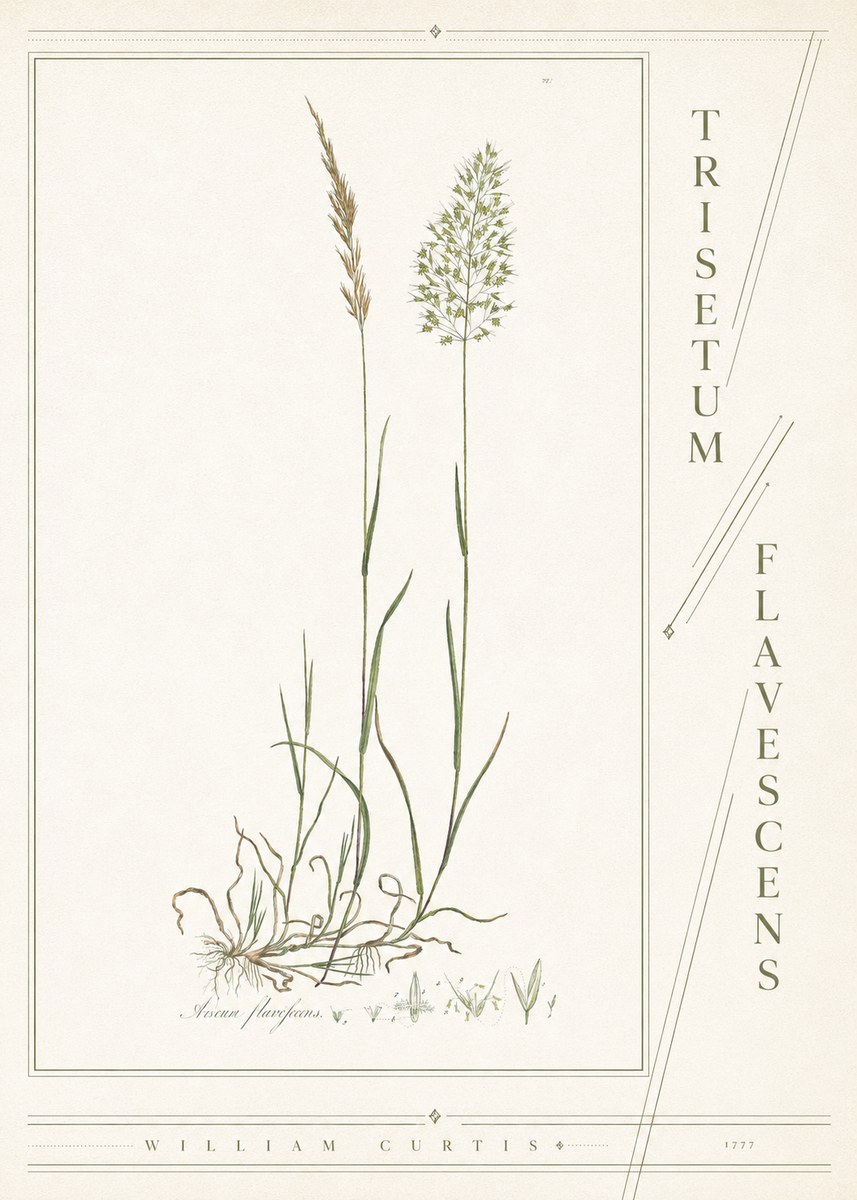 William Curtis Trisetum Flavescens III No4 - Affiche