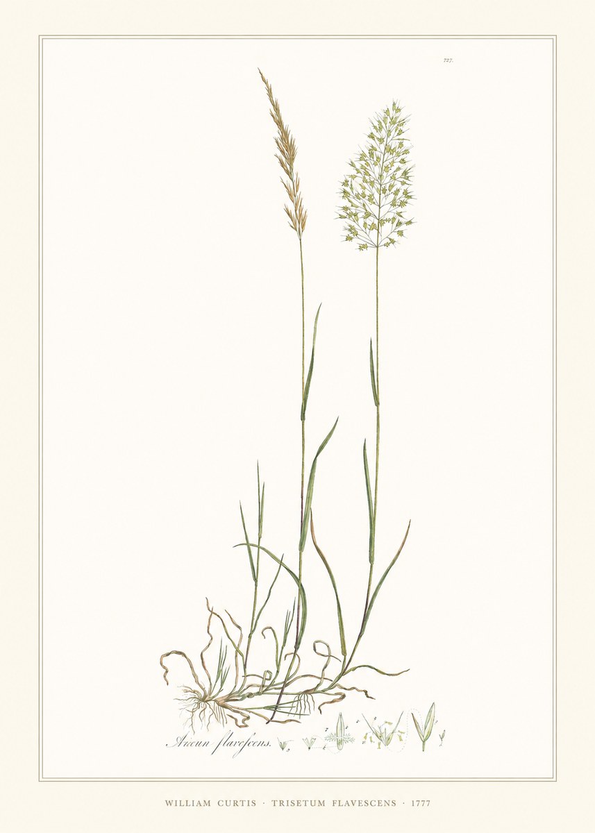 William Curtis Trisetum Flavescens III No6 - Affiche