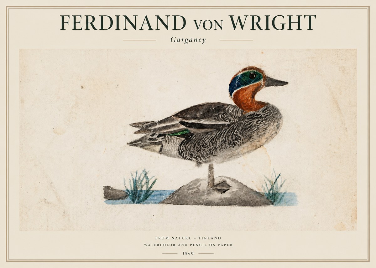 Ferdinand von Wright Garganey No1 - Affiche