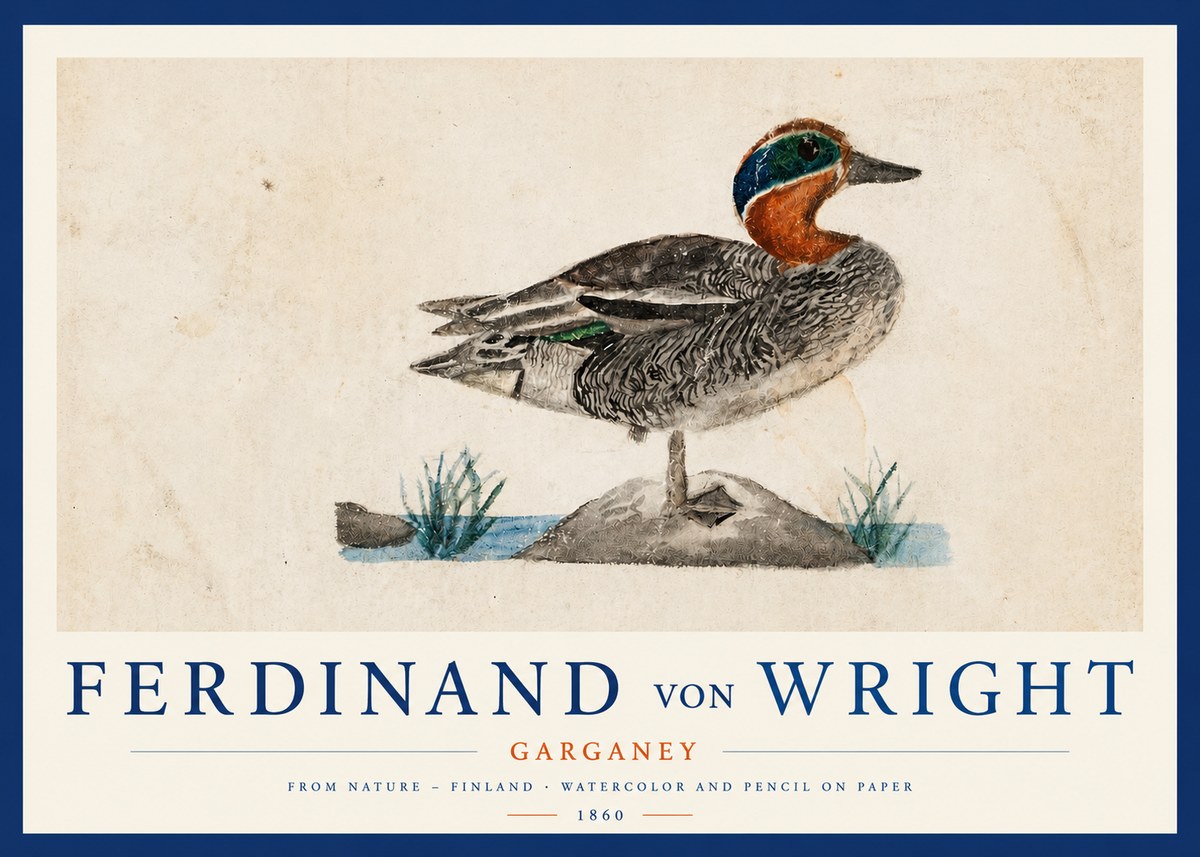 Ferdinand von Wright Garganey No3 - Affiche