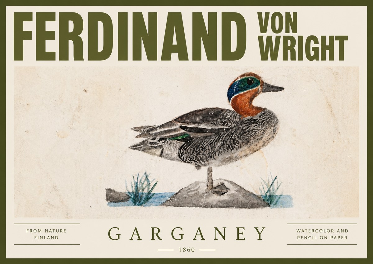 Ferdinand von Wright Garganey No4 - Affiche