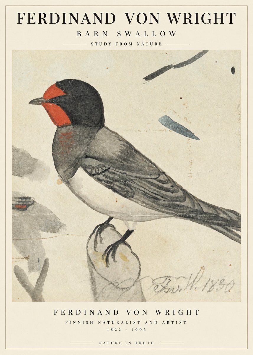 Ferdinand von Wright The Swallow No3 - Affiche