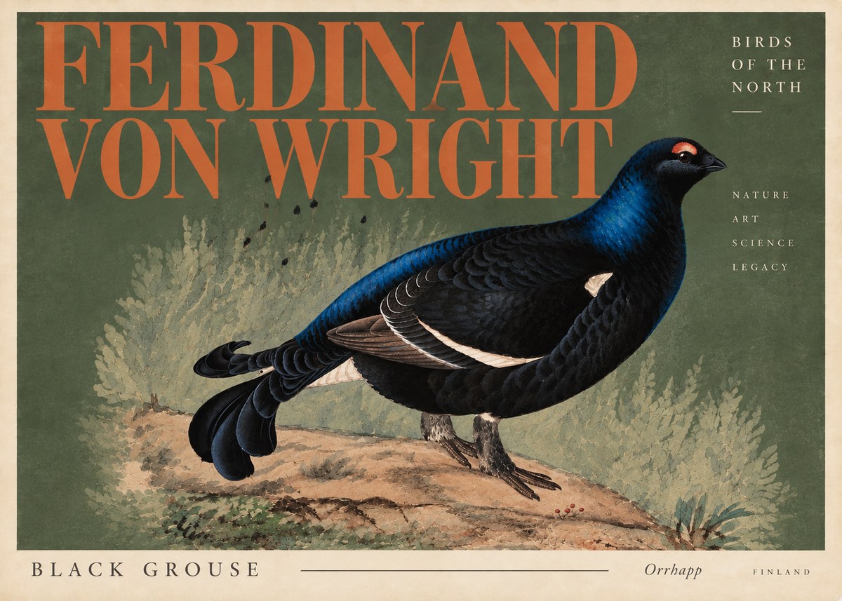 Ferdinand von Wright Black Grouse No6 - Affiche