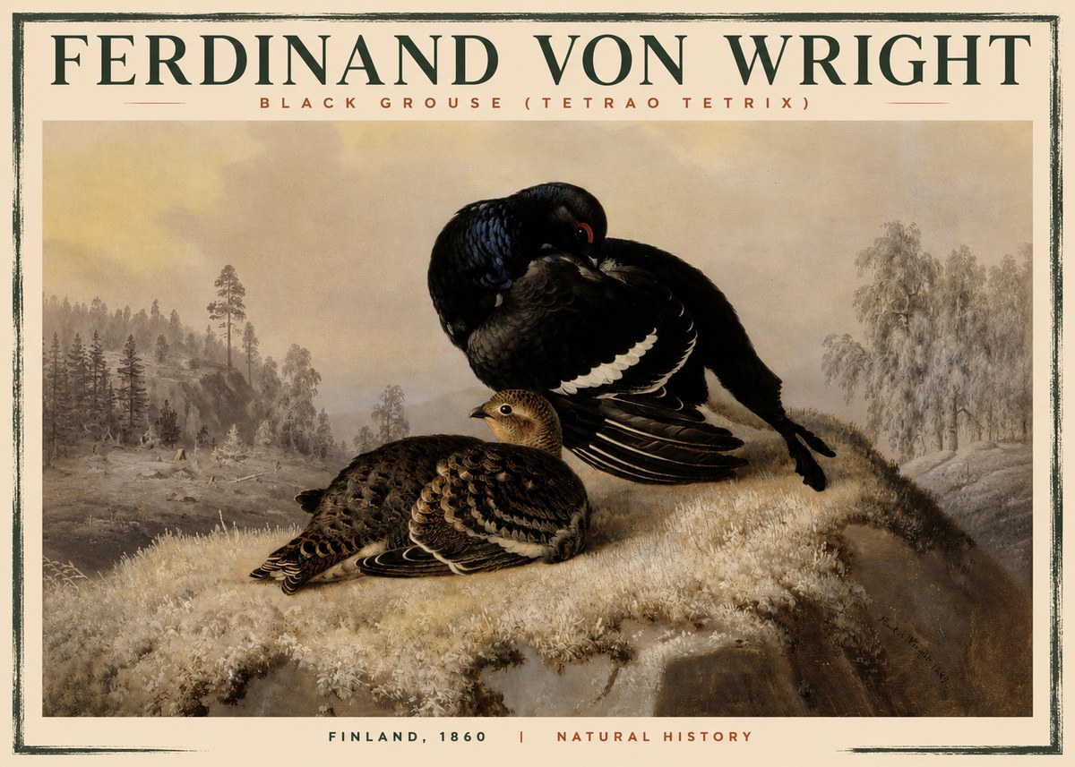 Ferdinand von Wright Black Grouse (Tetrao Tetrix) No2 - Affiche