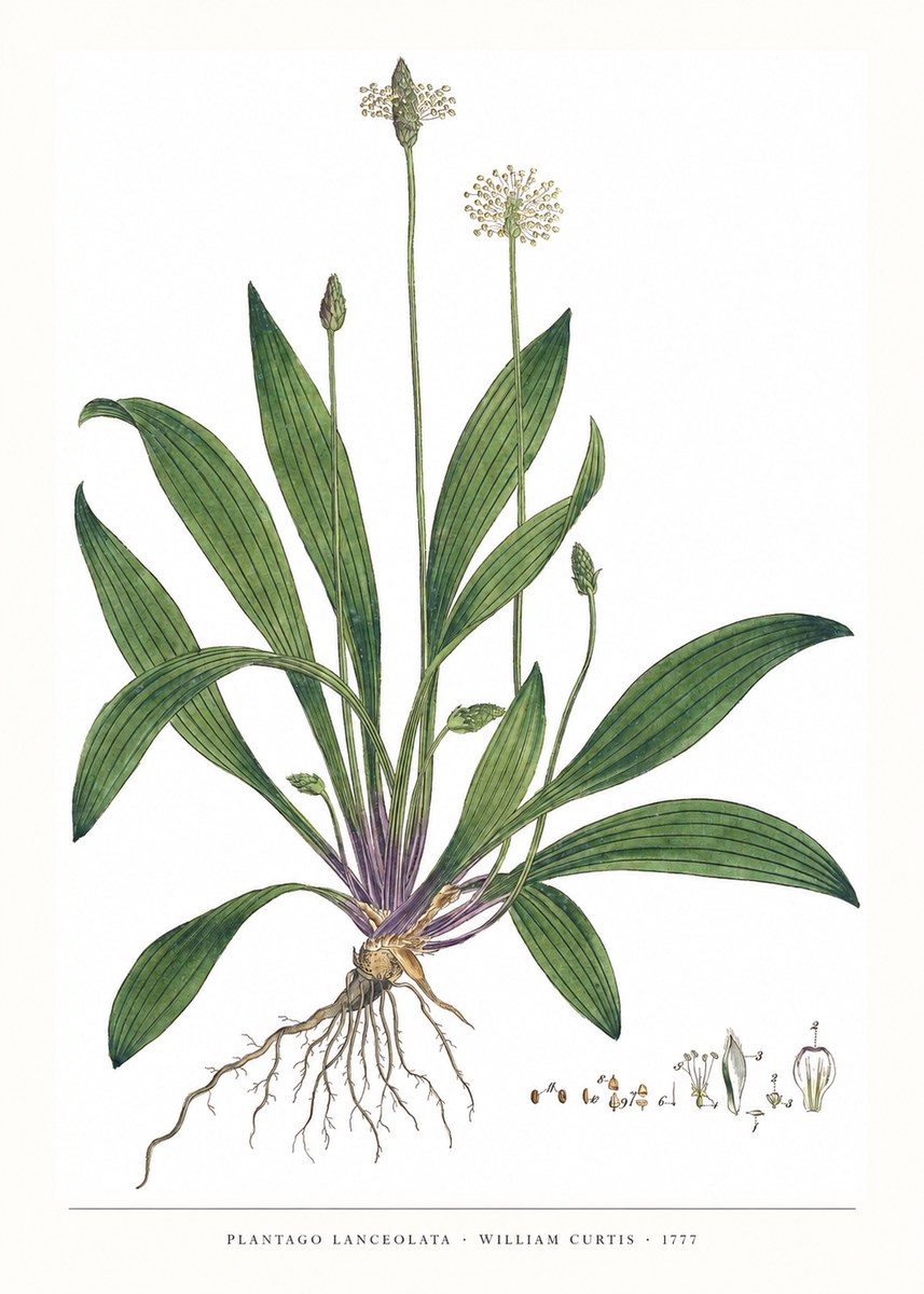 William Curtis Plantago Lanceolata IV No6 - Affiche