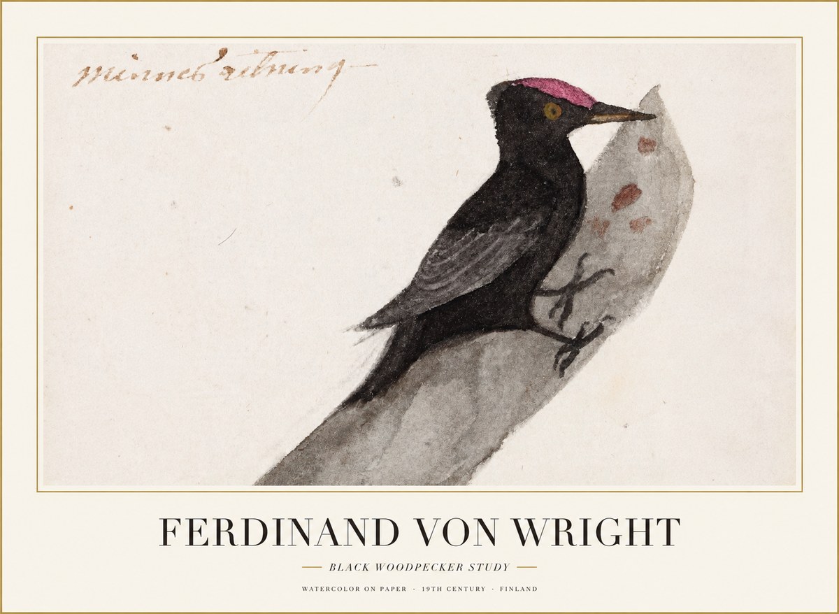 Ferdinand von Wright Black Woodpecker Study No1 - Affiche