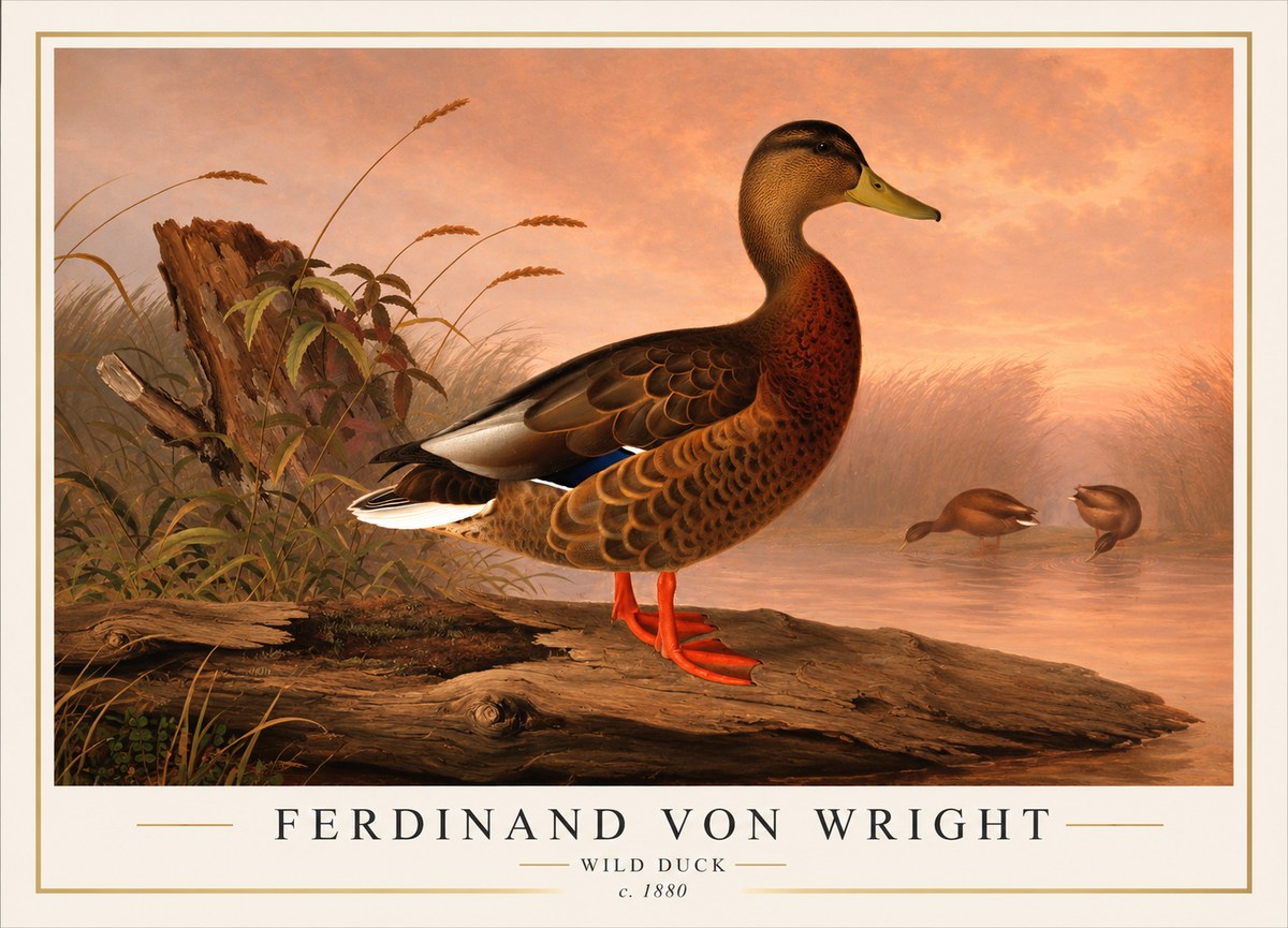 Ferdinand von Wright Wild Duck No1 - Affiche