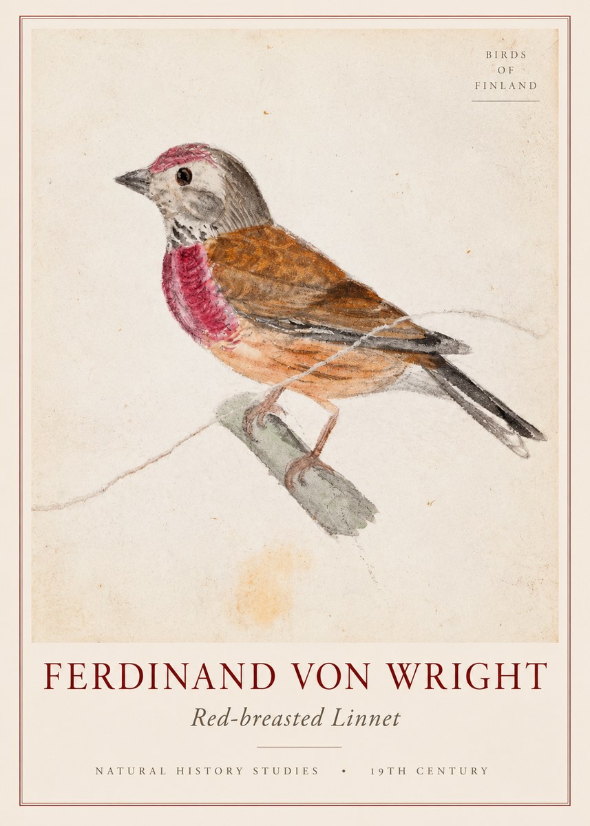 Ferdinand von Wright Bird Study No3 - Affiche
